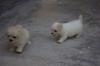 Puppies for sale Austria, Graz Maltese