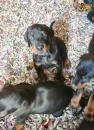 Puppies for sale Sweden, Norcheping Doberman