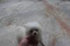 Puppies for sale Germany, Frankfurt an der Oder Pomeranian Spitz
