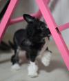 Puppies for sale Finland, Helsinki Chinese crested dog
