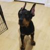 Puppies for sale Estonia, Tallinn Doberman