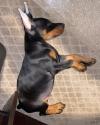 Puppies for sale Italy, Milan Doberman