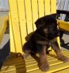 Puppies for sale France, Ren , German Shepherd Puppies