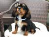 Puppies for sale Czech Republic, Brno King Charles Spaniel