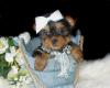 Puppies for sale Germany, Braunschweig Yorkshire Terrier