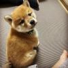 Puppies for sale Italy, Monza , Shiba Inu