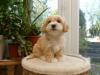 Puppies for sale Germany, Munich , Coton De Tulear X Toy Poodle Cotonpoo Red/apricot