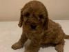 Puppies for sale Greece, Patra , cavapoo