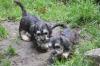 Puppies for sale Ireland, Cork DandY-dinmont-terrier