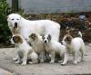 Puppies for sale Germany, Suhl Central Asia Shepherd Dog