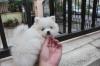 Puppies for sale Austria, Graz Pomeranian Spitz