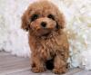Puppies for sale Italy, Ravenna Poodle