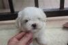 Puppies for sale Austria, Vienna Maltese