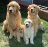 Puppies for sale Germany, Oldenburg Golden Retriever