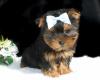 Puppies for sale Germany, Duisburg Yorkshire Terrier