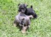 Puppies for sale Netherlands, Enschede , schaunzer