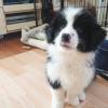Puppies for sale Latvia, Ogre Border Collie