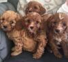 Puppies for sale Italy, Milan , CAVAPOO