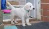 Puppies for sale Germany, Dusseldorf Golden Retriever