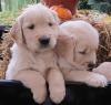 Puppies for sale Germany, Dusseldorf Golden Retriever
