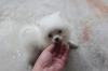 Puppies for sale Belgium, Brussels Pomeranian Spitz
