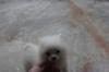 Puppies for sale Spain, Lerida Pomeranian Spitz