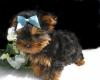 Puppies for sale Hungary, KecskemГ©t Yorkshire Terrier