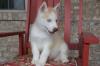 Puppies for sale Germany, Dusseldorf Haski
