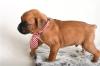 Puppies for sale Poland, Warsaw , Boxer Puppies