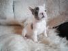 Puppies for sale Italy, Cortina d'ampetso French Bulldog