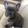 Puppies for sale Spain, Guadalajara French Bulldog