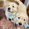 Puppies for sale Spain, Granada Golden Retriever