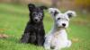 Puppies for sale Italy, Rome , PUMI