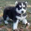 Puppies for sale Ukraine, Sevastopol Haski