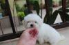 Puppies for sale Spain, Cadiz Maltese