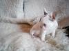 Puppies for sale Spain, Badalona French Bulldog