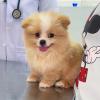 Puppies for sale Spain, Murcia Pomeranian Spitz