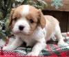 Puppies for sale Hungary, Budapest King Charles Spaniel