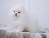 Puppies for sale United Kingdom, Belfast , Pomeranian 