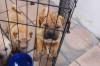 Puppies for sale Germany, Nuremberg Shar Pei