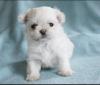 Puppies for sale Luxembourg, Luxembourg Maltese