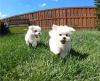 Puppies for sale Finland, Rovaniemi Maltese