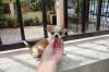 Puppies for sale Germany, Nuremberg Chihuahua