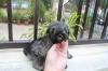 Puppies for sale Luxembourg, Luxembourg , mini schnauzer