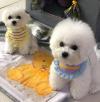 Puppies for sale Germany, Nuremberg Bichon