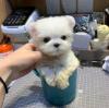 Puppies for sale Sweden, Goteborg Maltese