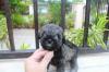 Puppies for sale Germany, Nuremberg , mini schnauzer