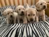 Puppies for sale Hungary, Budapest Labrador