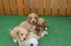 Puppies for sale Cyprus, Larnaca , cockapoo