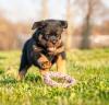 Puppies for sale Italy, Milan Rottweiler